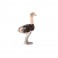 Saturno Silver Animals - Small Ostrich - Macintyres of Edinburgh